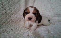 Beagle dogs for sale: KC Registered beagle puppies - Image 21