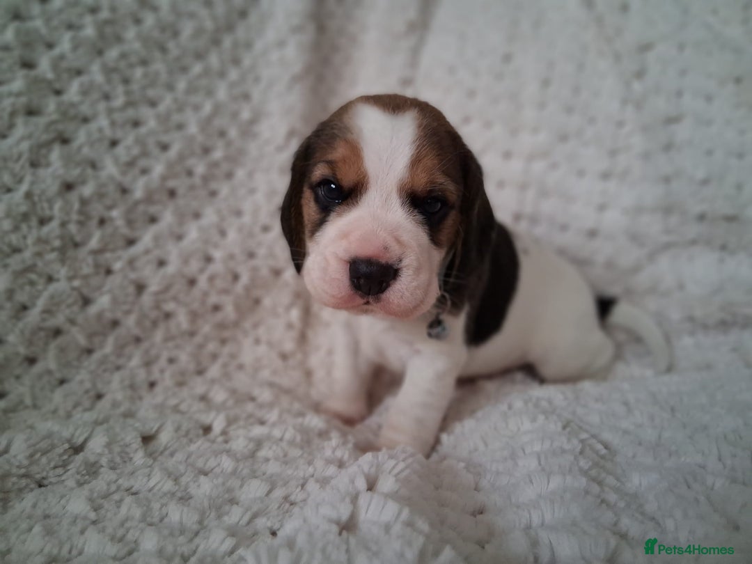 Beagle dogs for sale: KC Registered beagle puppies - Image 21