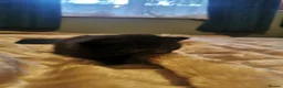 Mixed Breed cats for sale: Black adorable kittens in Brough - Advert 7