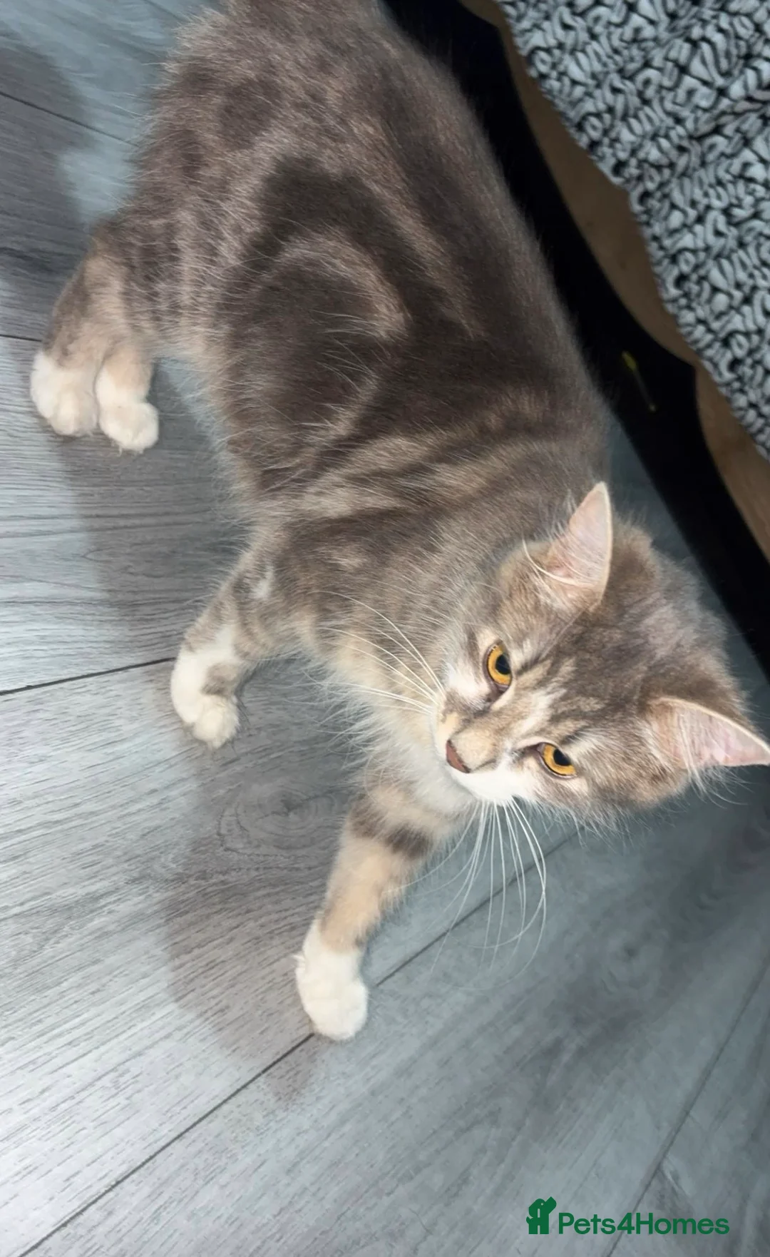 Mixed Breed cats for sale: Mixed breed - Advert 2