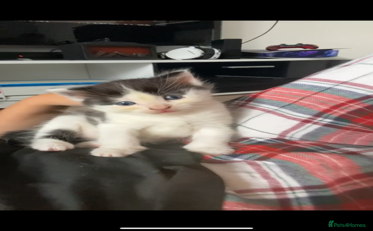 Mixed Breed cats - Advert 2