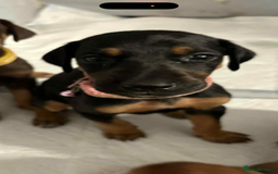 Mixed Breed dogs for sale: Lurcher Saluki x Doberman - Image 5