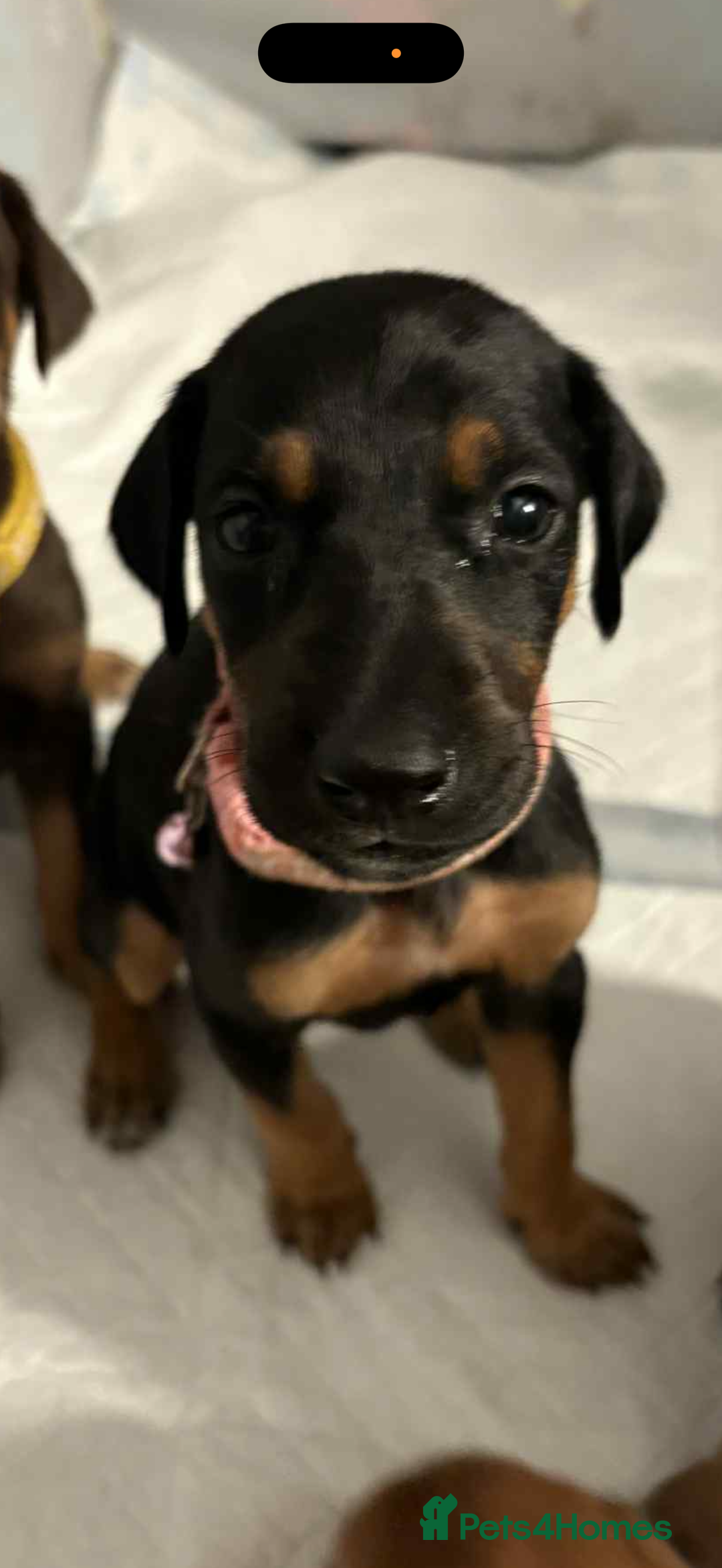 Mixed Breed dogs for sale: Lurcher Saluki x Doberman - Image 5