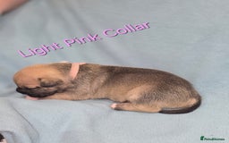 Mixed Breed dogs for sale: American french bully  - Image 3
