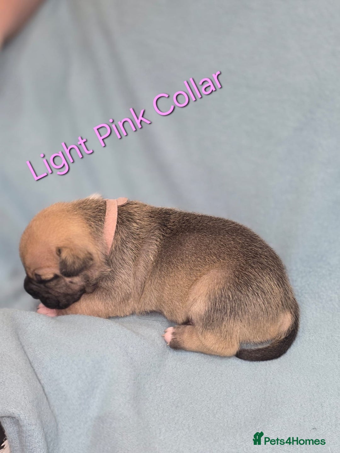 Mixed Breed dogs for sale: American french bully  - Image 3