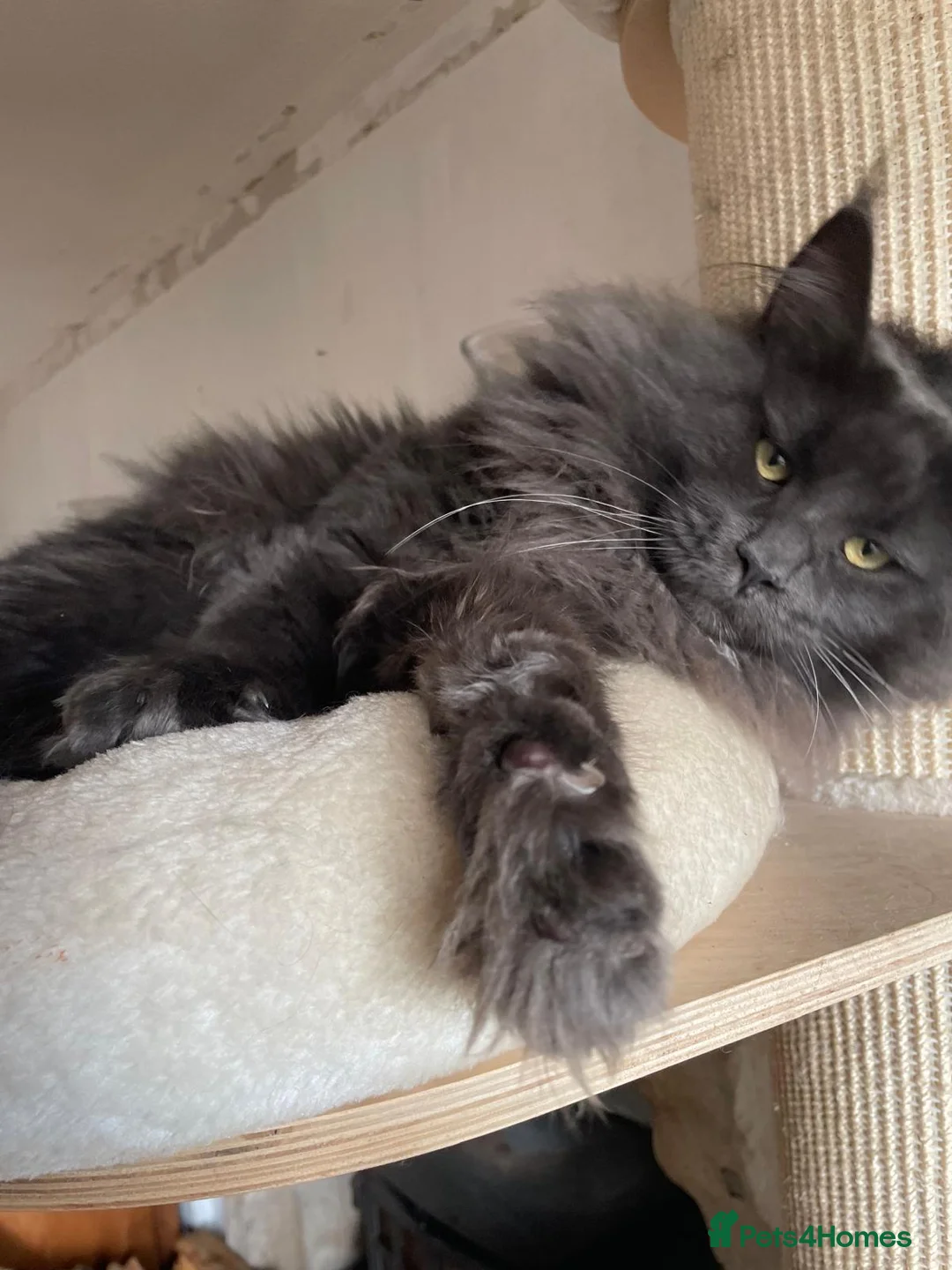 Maine Coon cats for stud: Stunning solid blue maine coon studs - Advert 4