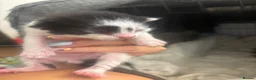 Mixed Breed cats for sale: 6 beautiful kittens  - Advert 11
