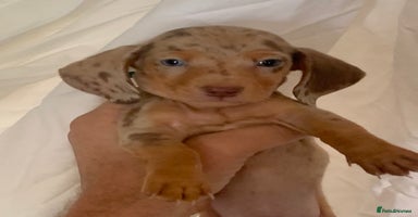Miniature Dachshund dogs - Advert 10