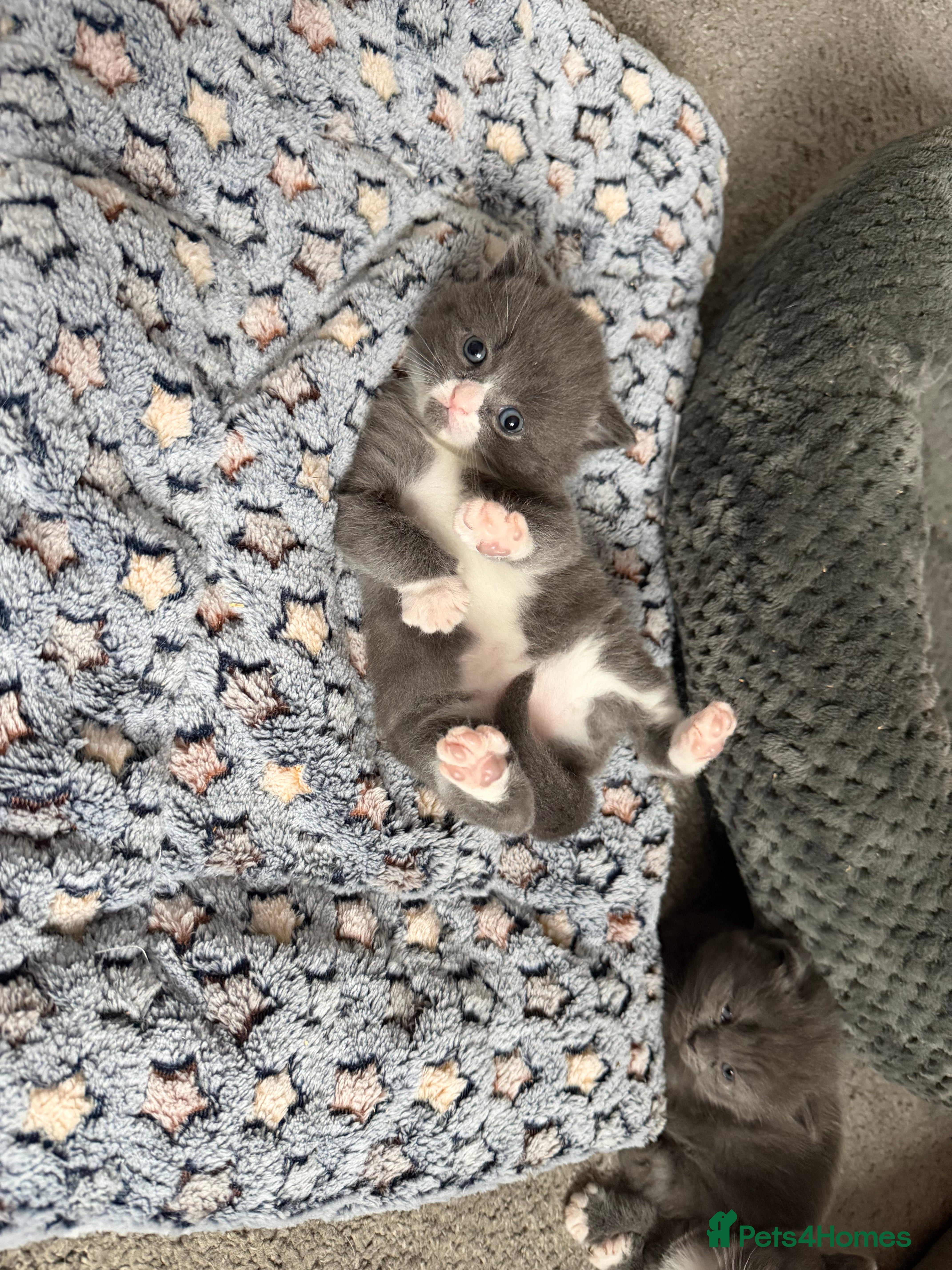 British Shorthair cats Two beautiful bi colour girls ready for new homes  - Advert 3