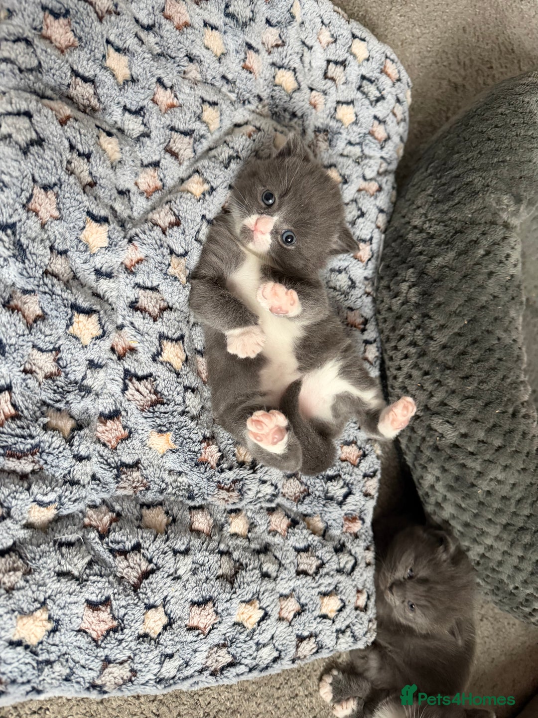 British Shorthair cats for sale: Two beautiful bi colour girls ready for new homes  - Advert 1