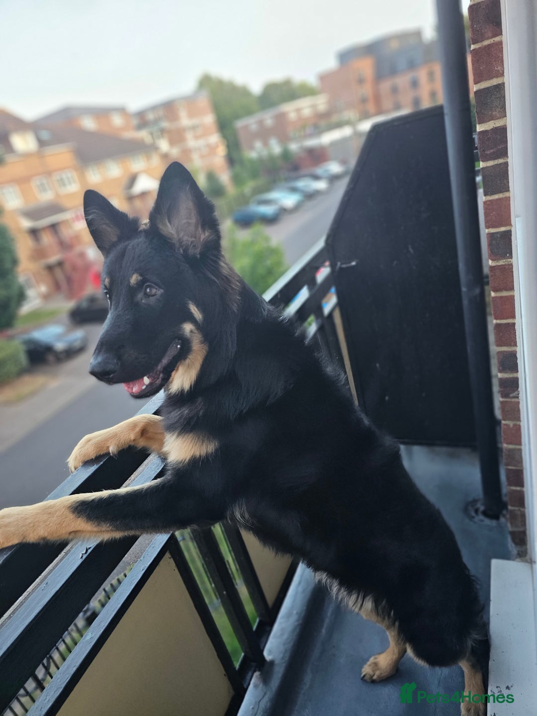 Mixed Breed dogs for sale: Golden Shepherd pup - Advert 9