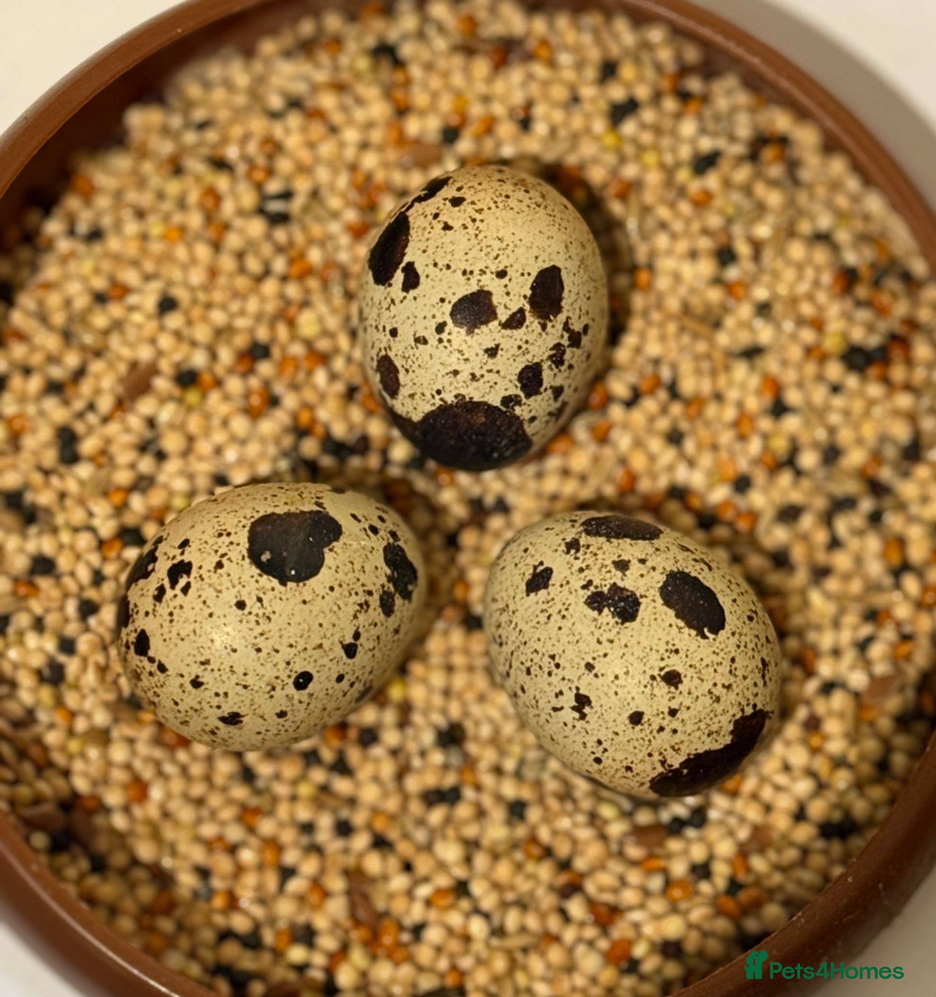Quail poultry Coturnix Hatching eggs different amounts  - Advert 11