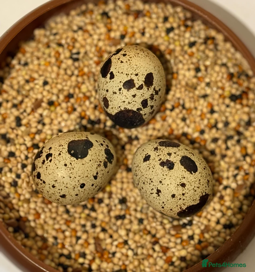 Quail poultry for sale: Coturnix Hatching eggs different amounts  - Advert 1
