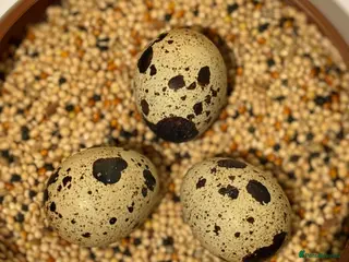 Quail poultry Summer sale Coturnix Hatching eggs - Advert 5