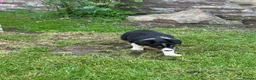 Border Collie dogs for sale: Border collie pups ready to leave now - Advert 23