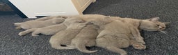 British Shorthair cats for sale: Stunning British Shorthair Lilac are available  - Advert 2