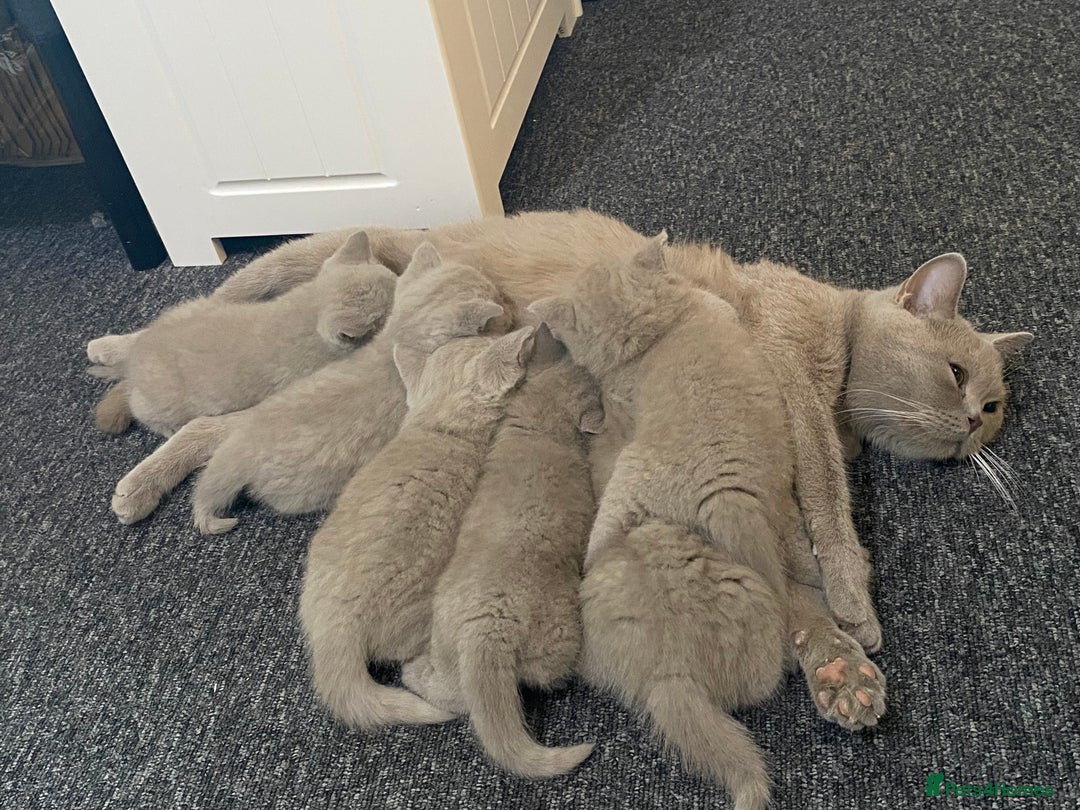 British Shorthair cats for sale: Stunning British Shorthair Lilac are available  - Advert 2