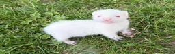 Ferret rodents for sale: 2 Hobs 1 Gill  - Advert 4