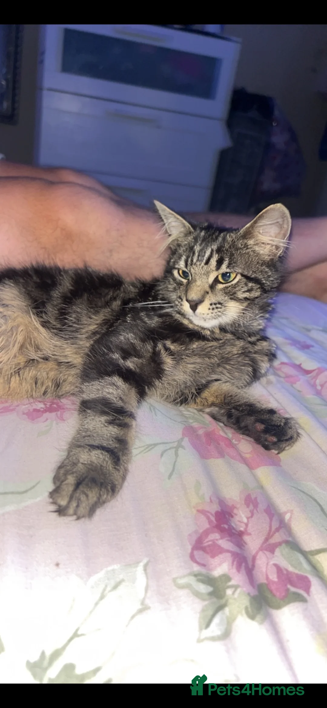European cats for sale: European kitten  - Advert 1