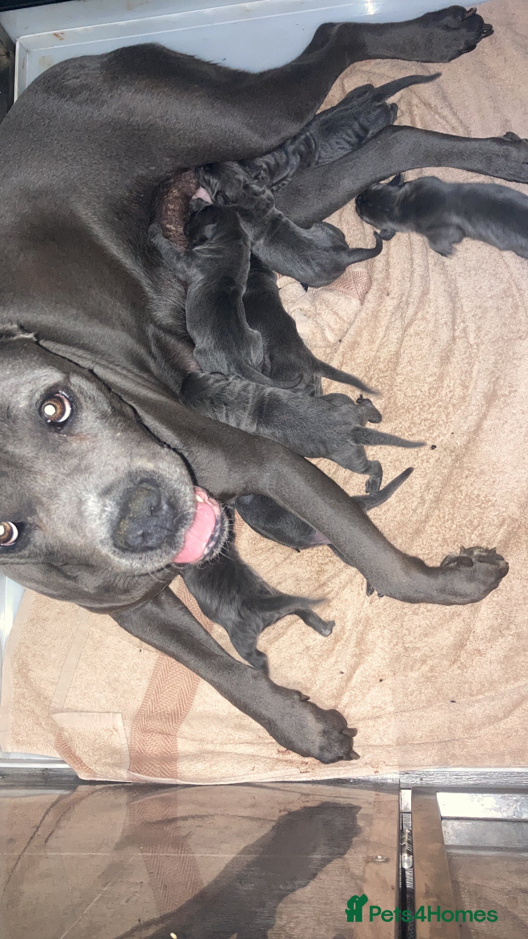 Cane Corso dogs for sale: Ready to leave - Image 8