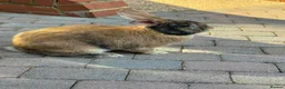 Mixed Breed rabbits for sale: Malcolm and Tiggy  - Advert 4