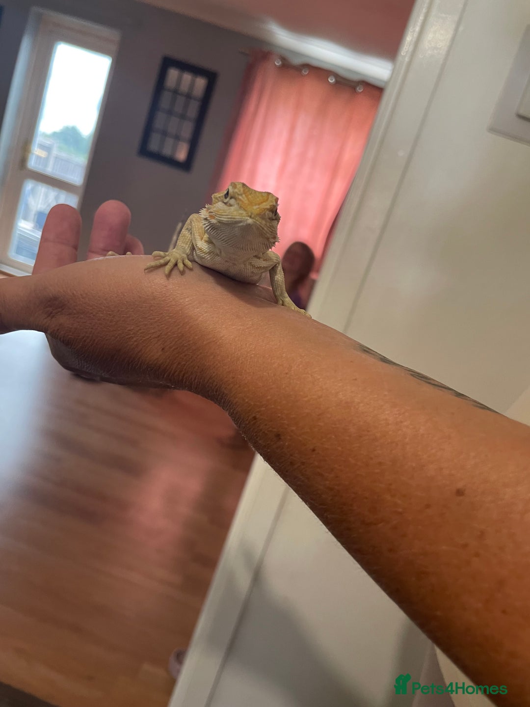Bearded Dragon reptiles for sale: Bearded dragons  - Image 5