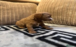 Cavapoo dogs for sale: 🐶 Beautiful Red Cavapoo Puppies – Ready November  - Image 25