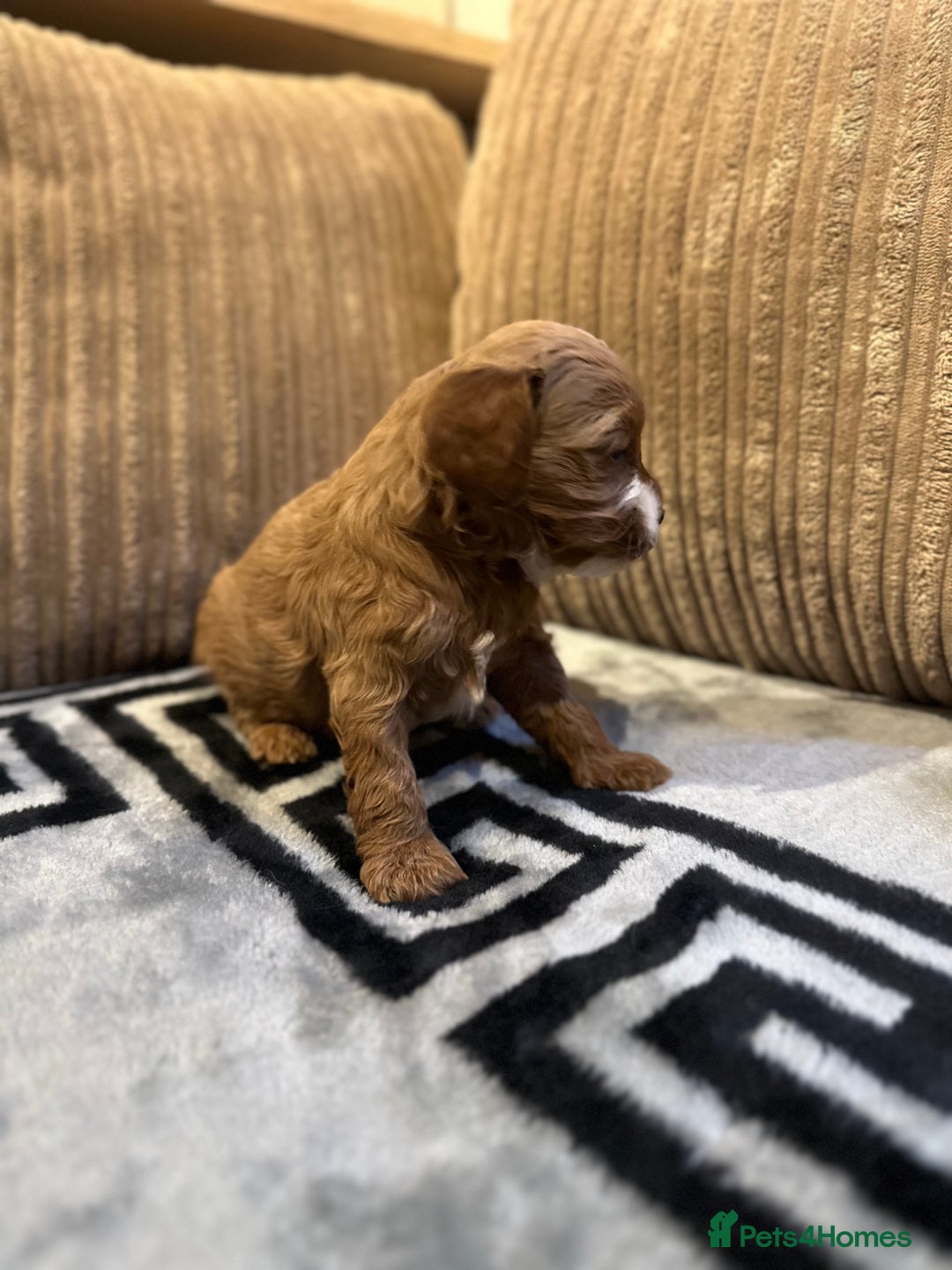 Cavapoo dogs for sale: 🐶 Beautiful Red Cavapoo Puppies – Ready November  - Image 25