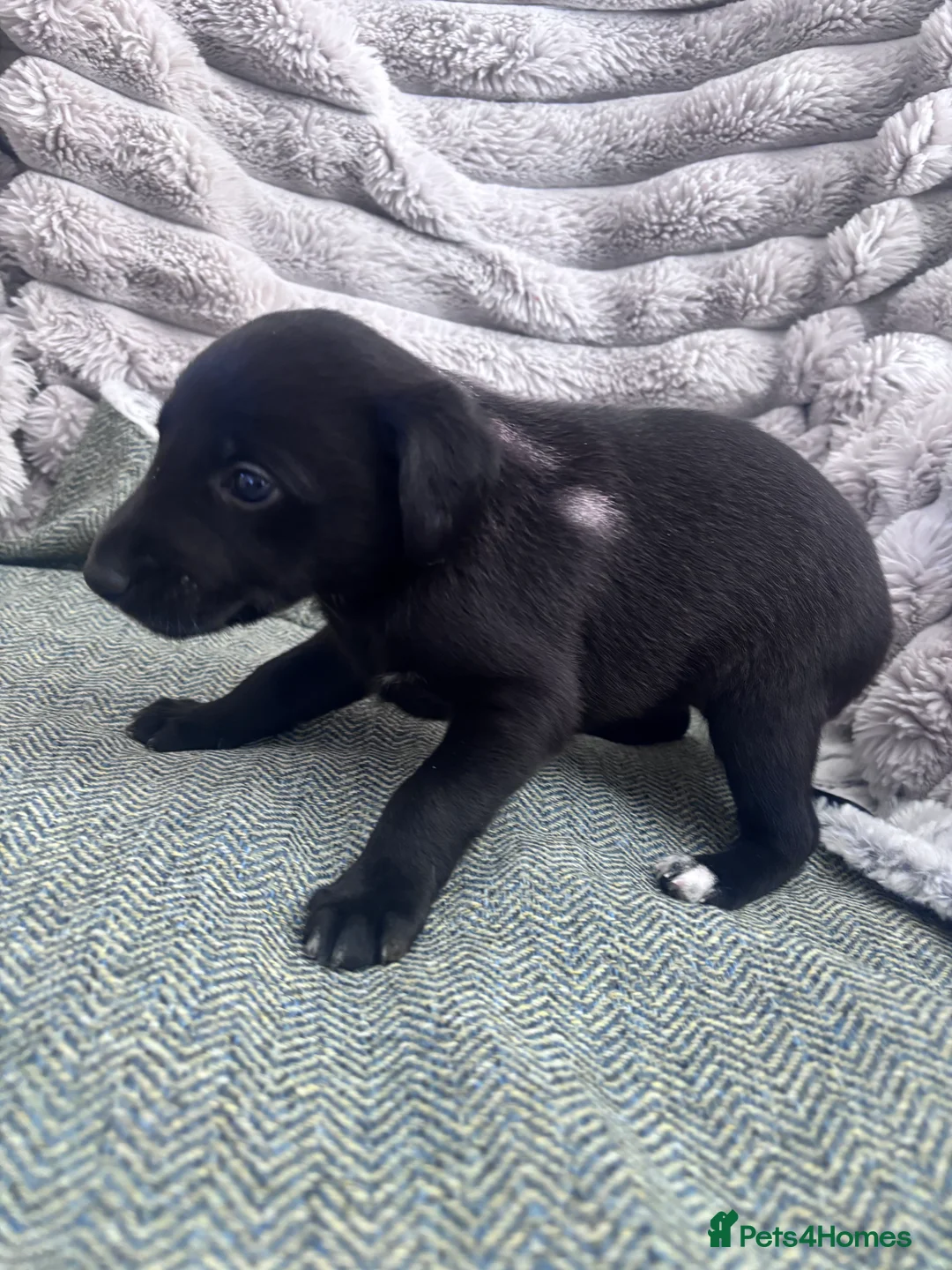 Whippet dogs for sale: Whippets puppies  - Advert 31