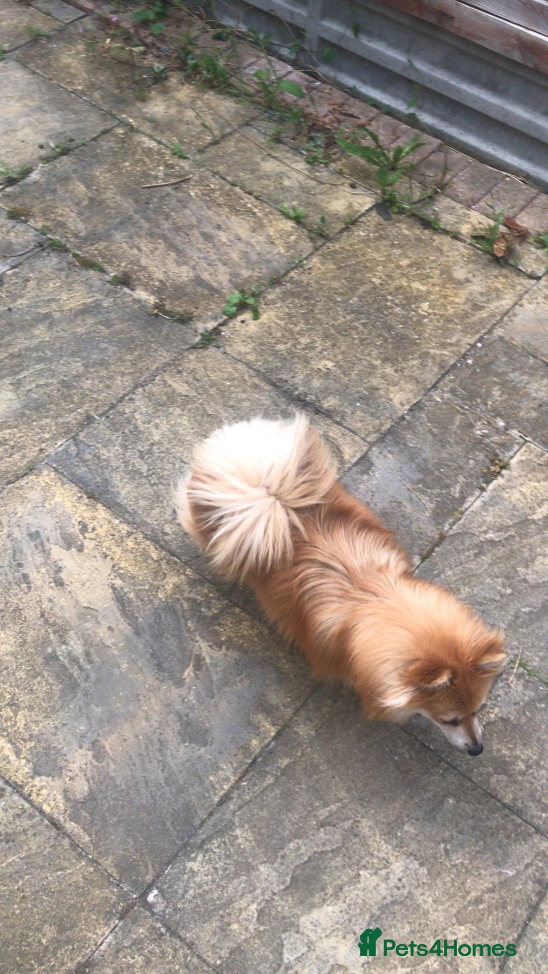 Pomeranian dogs for sale: Gorgeous Pomeranian puppies for sale - Image 20