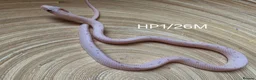 Corn Snake reptiles for sale: Palmetto and caramel palmetto corn snakes  - Advert 16