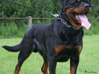 Rottweiler dogs in Liverpool - Advert 18