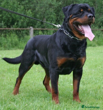 Rottweiler dogs in Liverpool - Advert 1