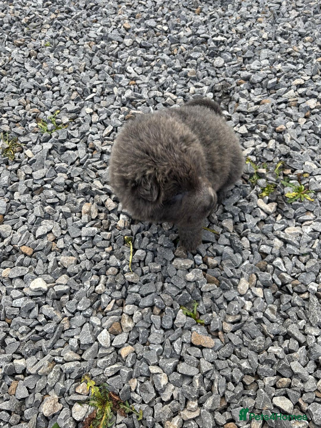 Shar Pei dogs for sale: Beautiful shar pei puppys  - Advert 5
