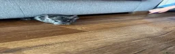 Chinchilla rodents for sale: Baby chinchillas - Advert 4