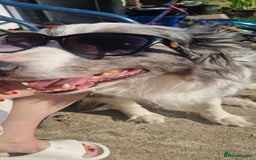 Border Collie dogs for sale: 'Blu' Blue merle border collie male - Image 1