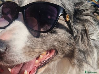 Border Collie dogs - Advert 33