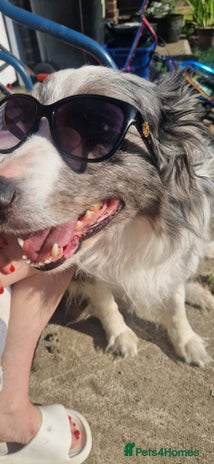Border Collie dogs - Advert 4