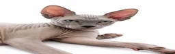 Sphynx cats for sale: Exceptional Sphynx Kittens - Advert 8