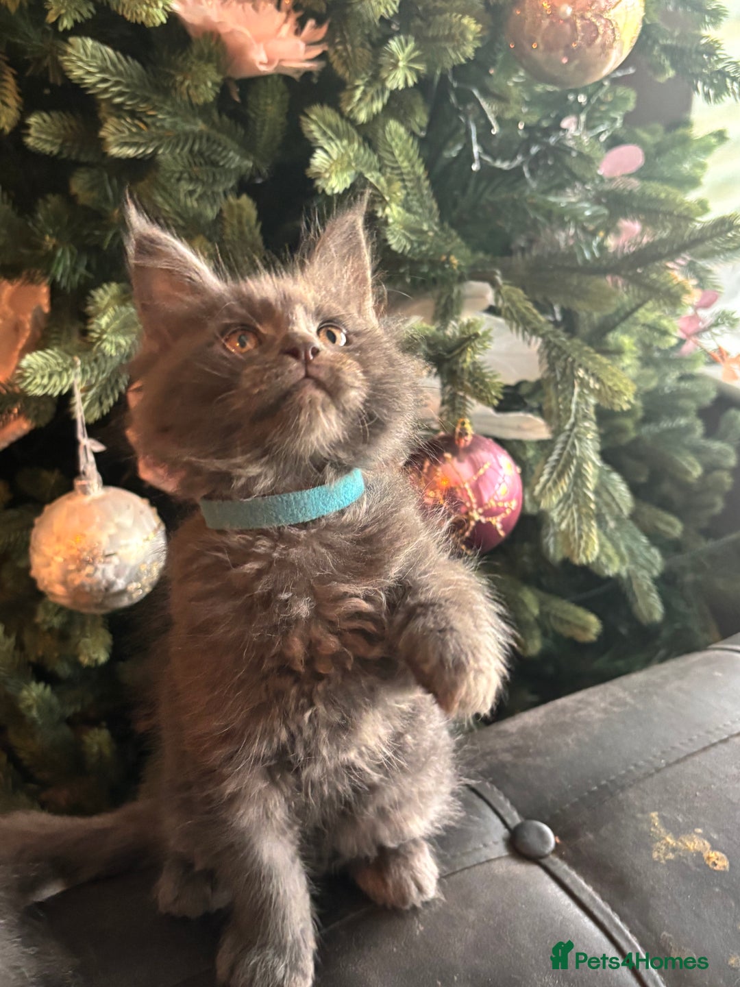 Maine Coon cats for sale: Blue Maine Coon Kittens – Active TICA Registered  - Advert 28