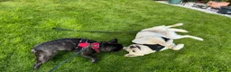 Mixed Breed dogs for adoption: ❤️ MILADY❤️ PERFECT IN EVERY WAY…2 yo upper-medium in Norwich - Advert 6