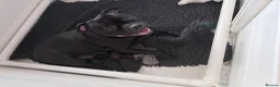 Staffordshire Bull Terrier dogs for sale: Bulscaff blood line both parents  in Wisbech - Advert 14