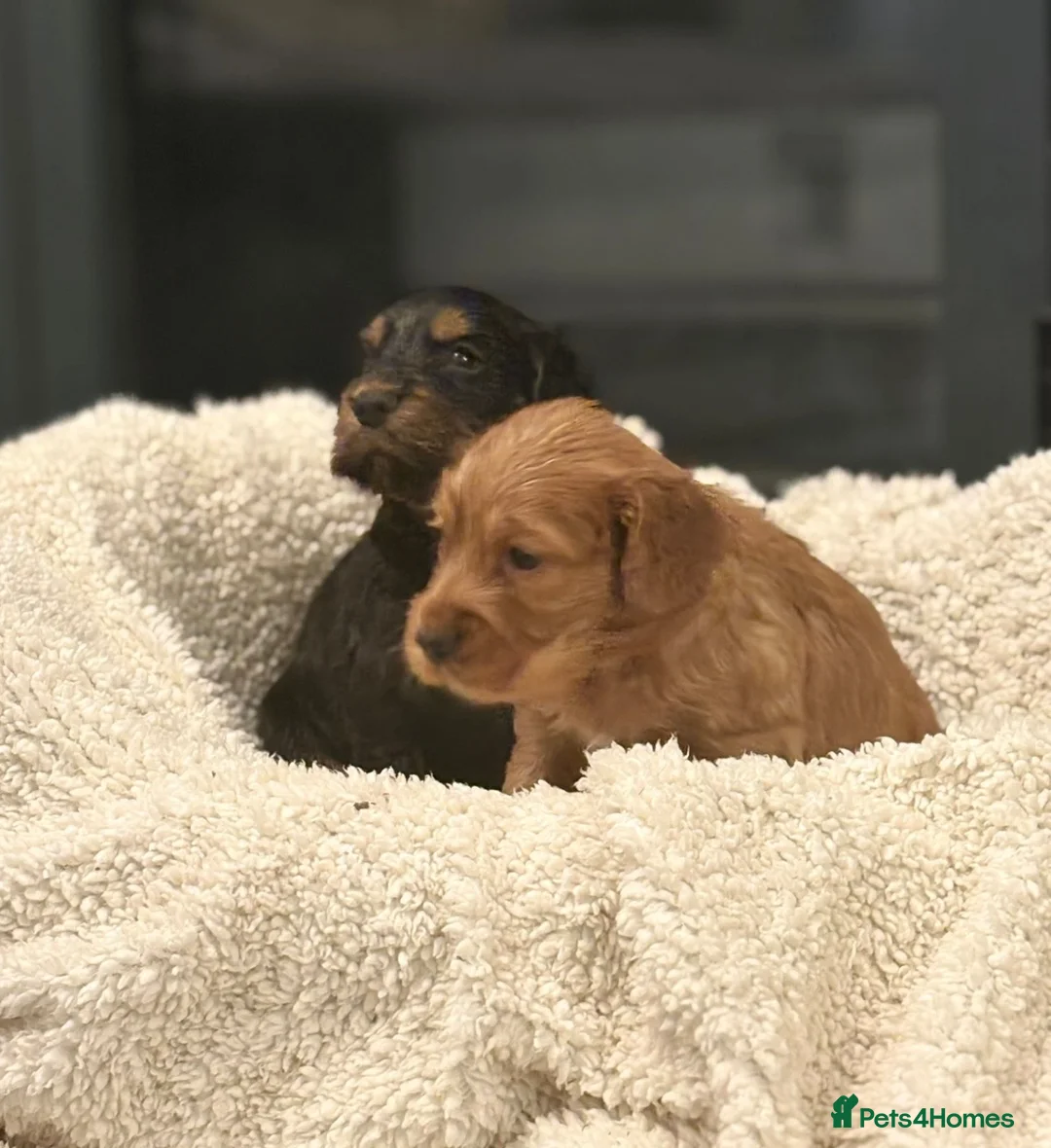 Cocker Spaniel dogs for sale: KC reg working cocker boys  - Advert 2