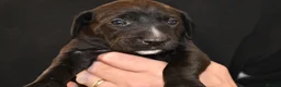 Mixed Breed dogs for sale: 16 Cane Corso x Lurcher puppies.  - Advert 4