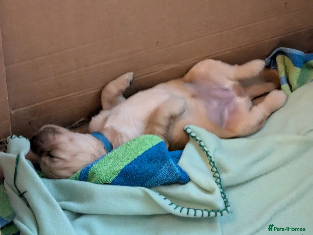 Mini Goldendoodle dogs for sale: Home-Raised F1b Miniature Goldendoodles - Advert 16