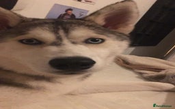 Siberian Husky dogs for sale: Husky Puppies  - Image 11