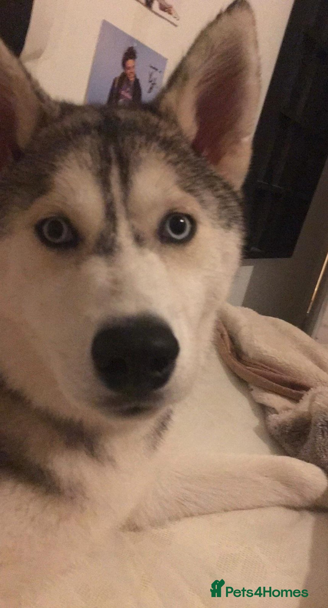 Siberian Husky dogs for sale: Husky Puppies  - Image 11