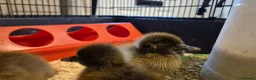Ducks poultry for sale: 4 ducklings available  - Advert 4