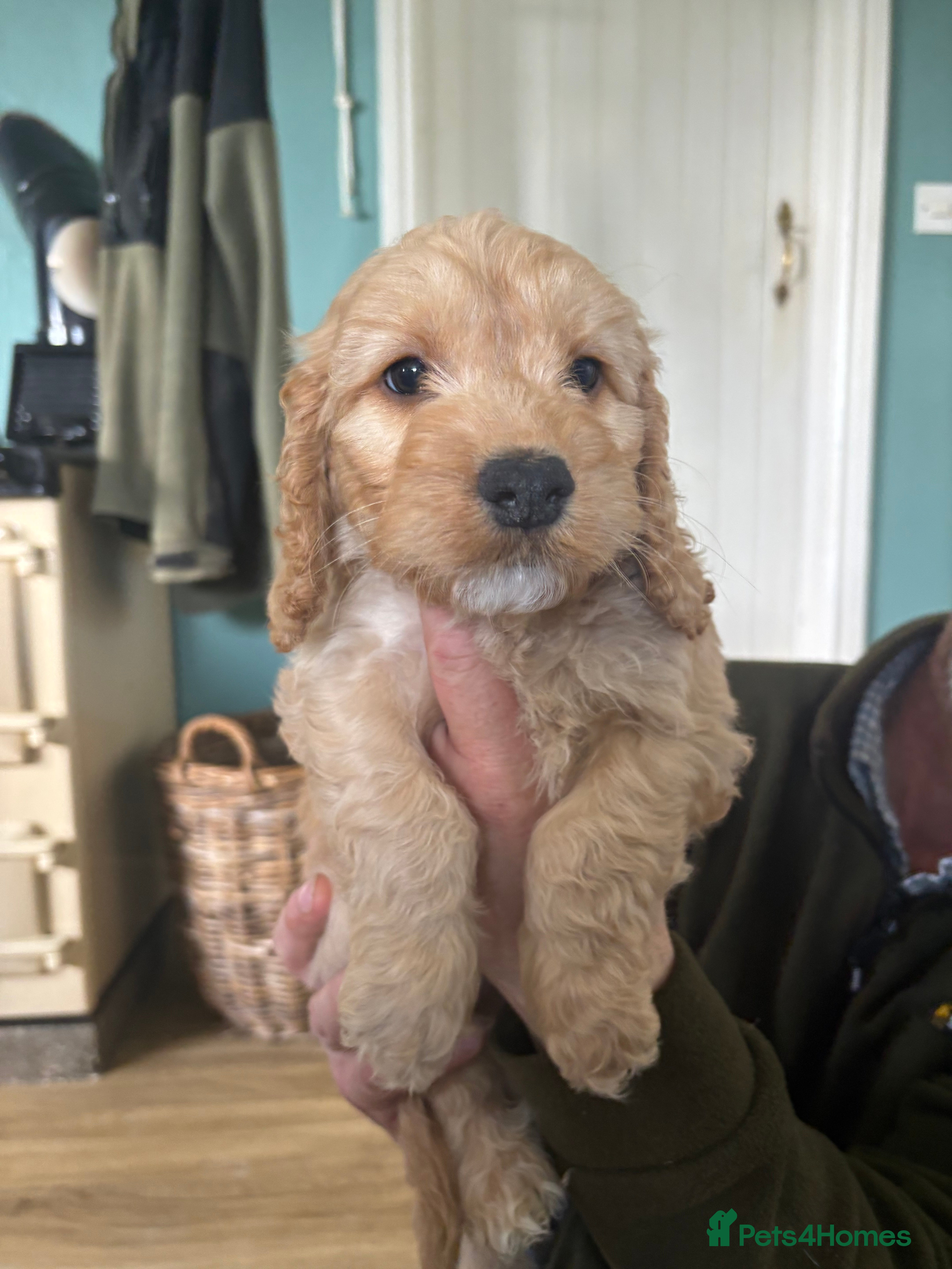 Cockapoo dogs Ready now-Gorgeous F1 Cockapoo puppies 🐾 - Advert 12