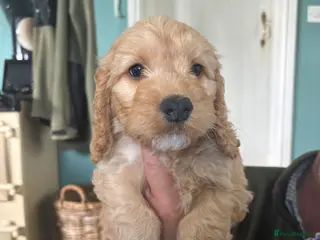 Cockapoo dogs Ready now-Gorgeous F1 Cockapoo puppies 🐾 - Advert 12